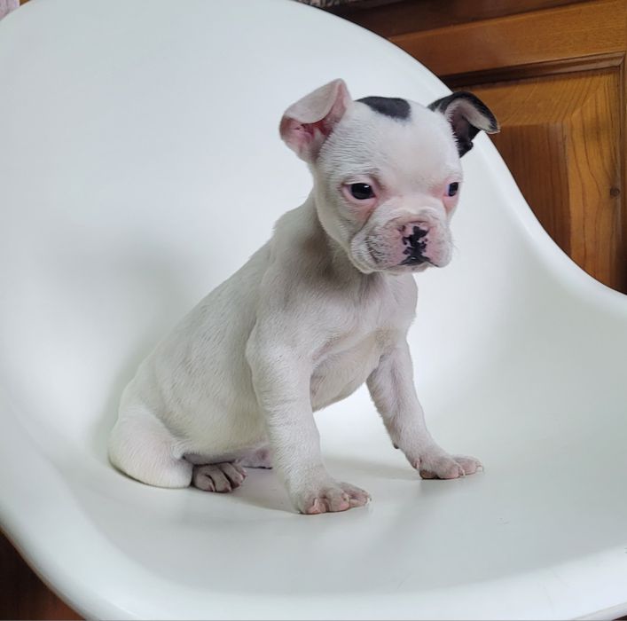 Bulldog femea bebé