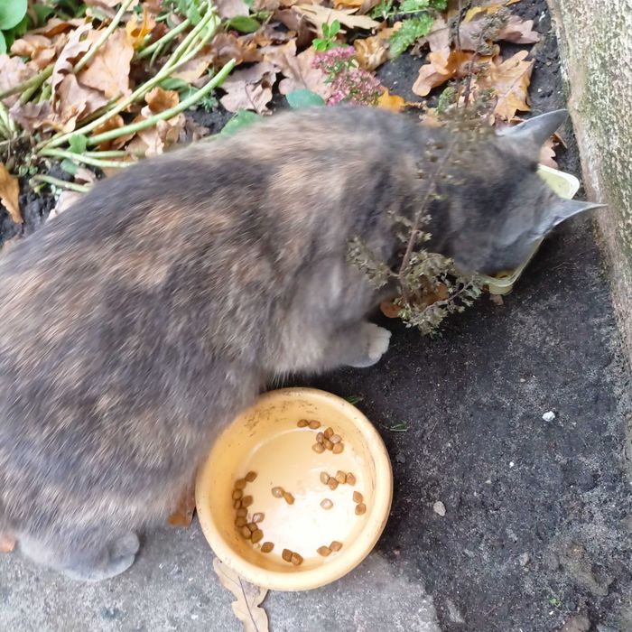 Кішка в ДОБРІ Руки