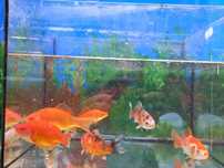 Karp koi, Karaś ozdobny