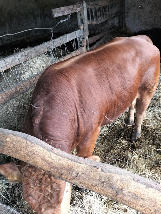 Byk limousine 100% rozpłodnik