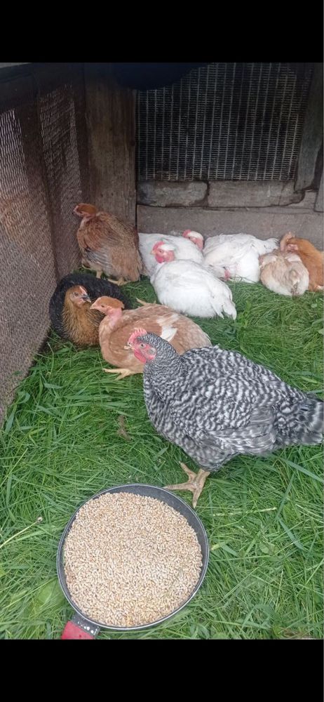 Продам домашних бролеров