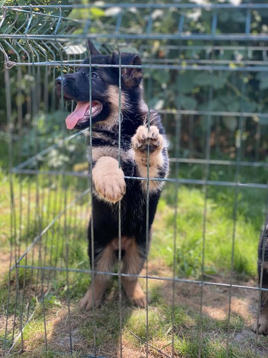 Неймовірні цуцики