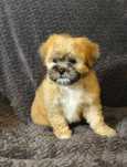 Cavapoo - cavalier - pudel miniaturowy toy