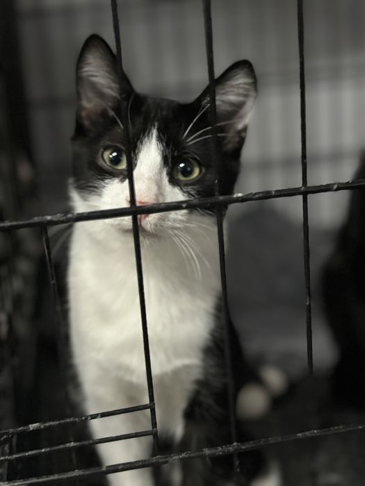 Kocie urwisy szukaja domu