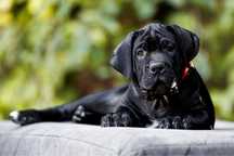 Чарівна дівчинка Кане Корсо (Cane Corso Italiano)