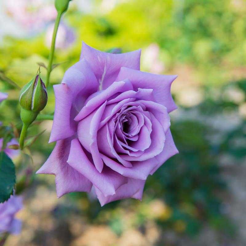 Roseira que dá a ROSA AZUL - Muito lindas