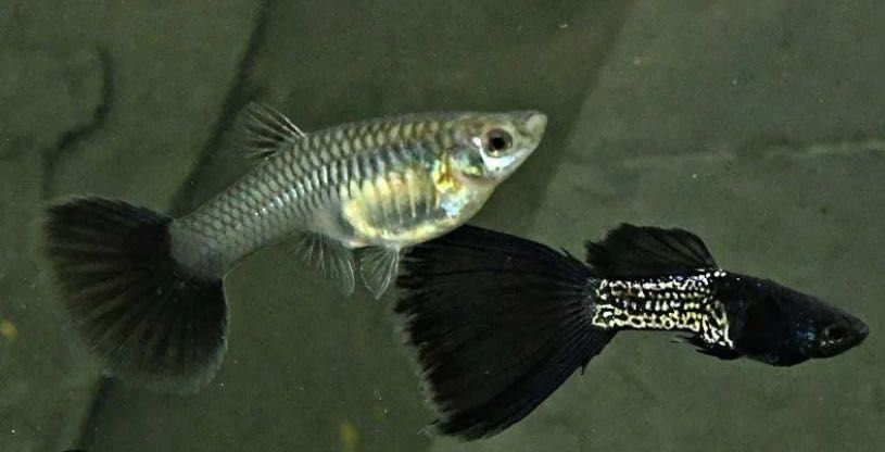 Gupik Moskiewski/BlackMetal  czarny