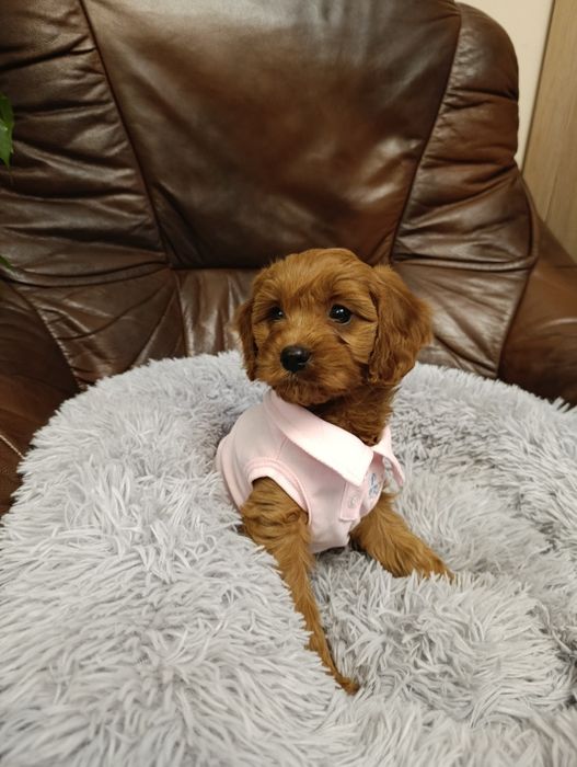 Cavapoo śliczna Suczka