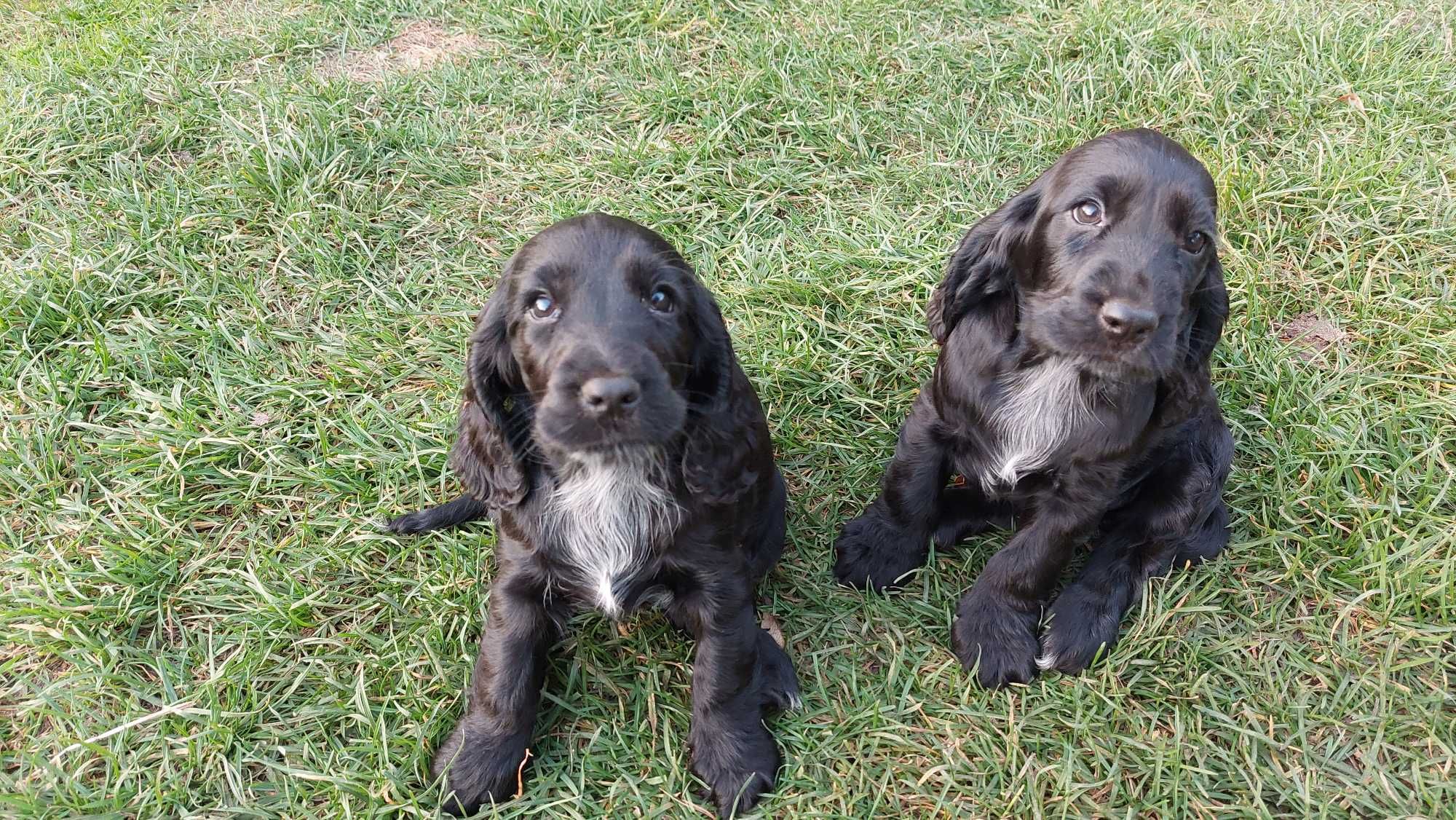 Cocker Spaniel Angielski - Czarne Cuda