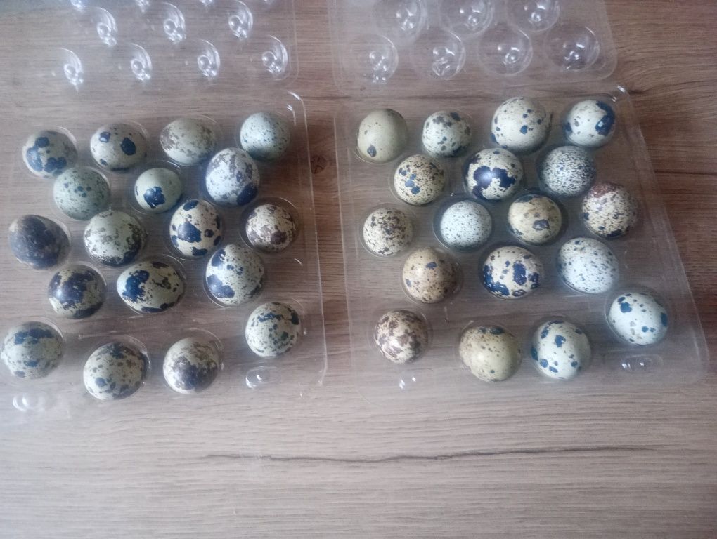Jajka lęgowe/konsumpcyjne przepiórki japońskiej