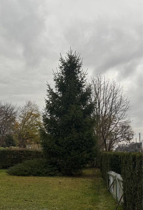 Ялинка 8-9 метрів самовивіз