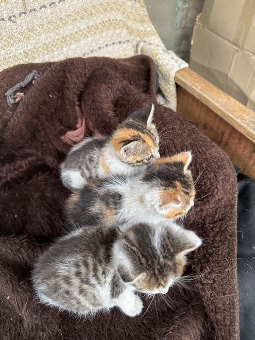 Котята в добрые руки