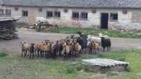камерунські вівці