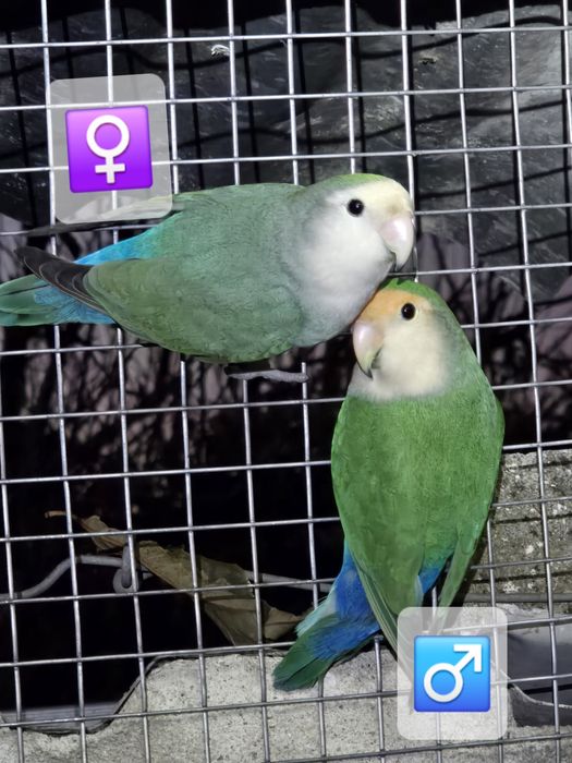 Roseicollis para venda