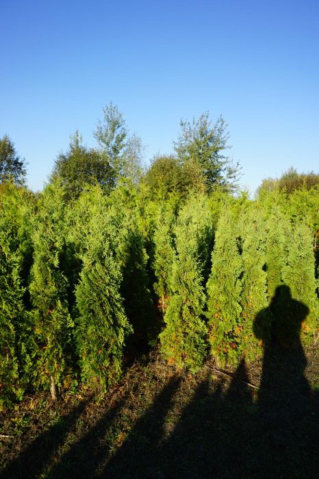 180cm _‼️_ thuja COLUMNA _‼️_ tuja kolumnowa szpalerowa NIE szmaragd
