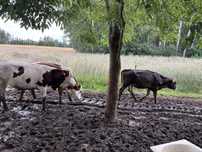 Jałowki hodowlane, 10 miesięczne