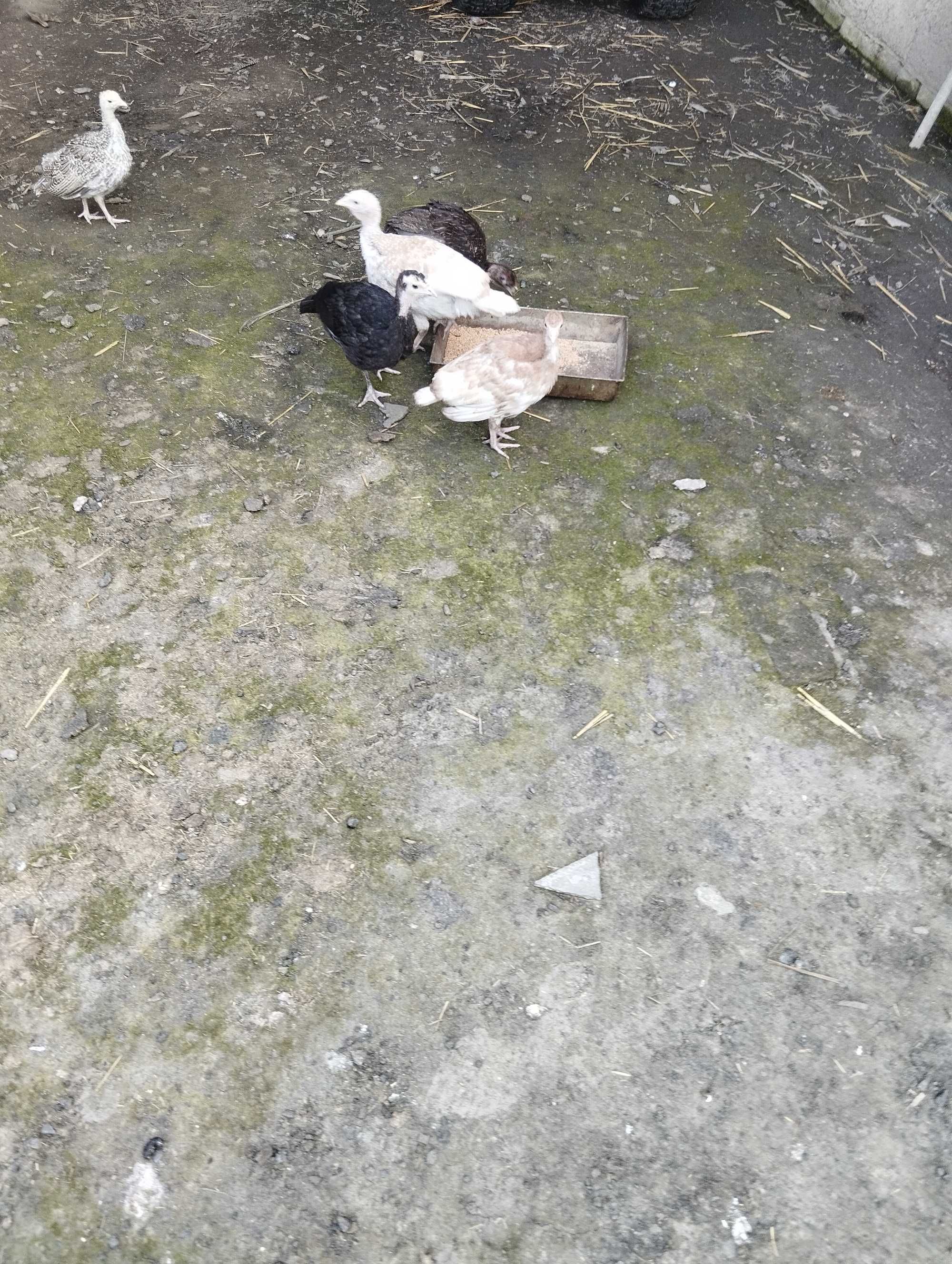 Sprzedam młode indyki