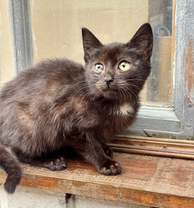 Чорне кошеня маленьке кошеня