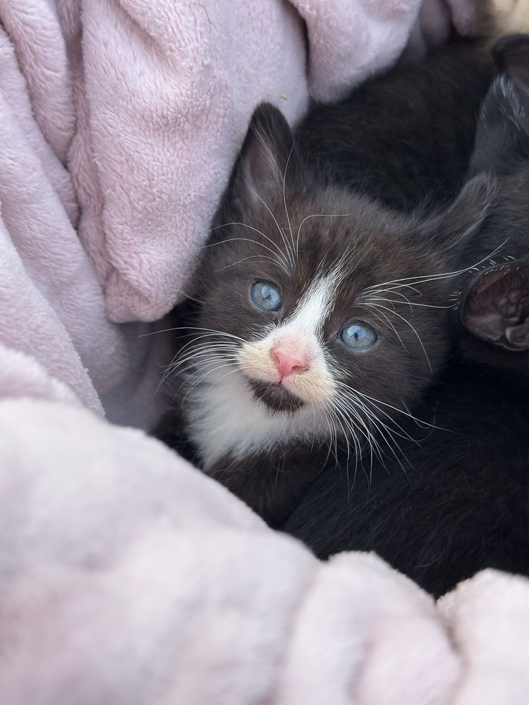 Cudne kocięta do adopcji koty do adopcji