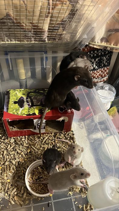 Крысы дамбоухие,ручные,Харьков