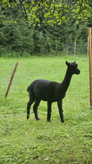 Alpaka samica w ciąży