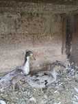 Patos marrecos de pompom