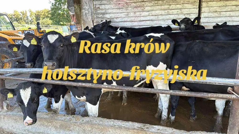 Jałówka -rasy-holsztyńsko-fryzyjskiej