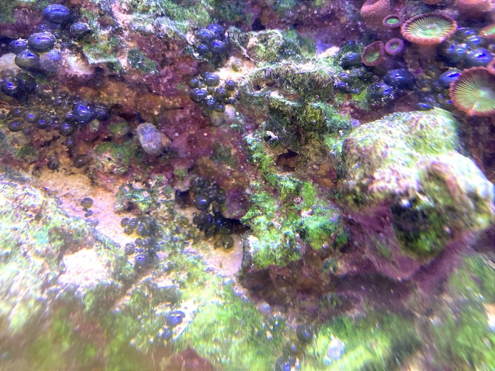 Akwarium morskie Żywa skała/porowata/naturalna/dojrzała