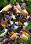 Troco 300 diamantes gould