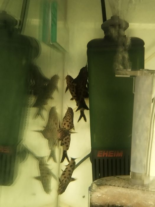 Synodontis petricola dorosłe tanganika