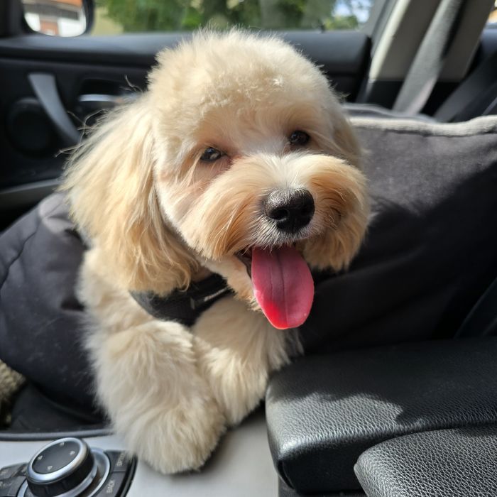 Maltipoo f1b/ dziewczynka
