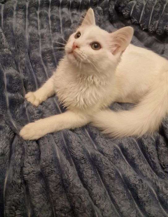Котята 4 місяці, біленькі