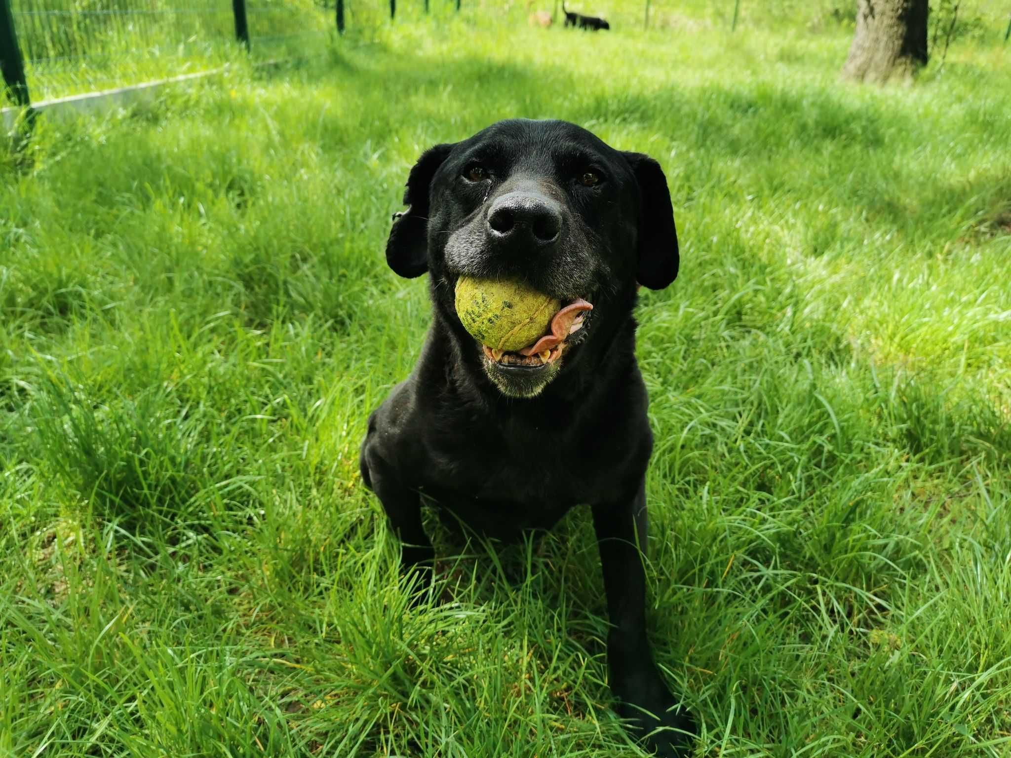 13 letni Celt w typie labrador-retrievera - schronisko