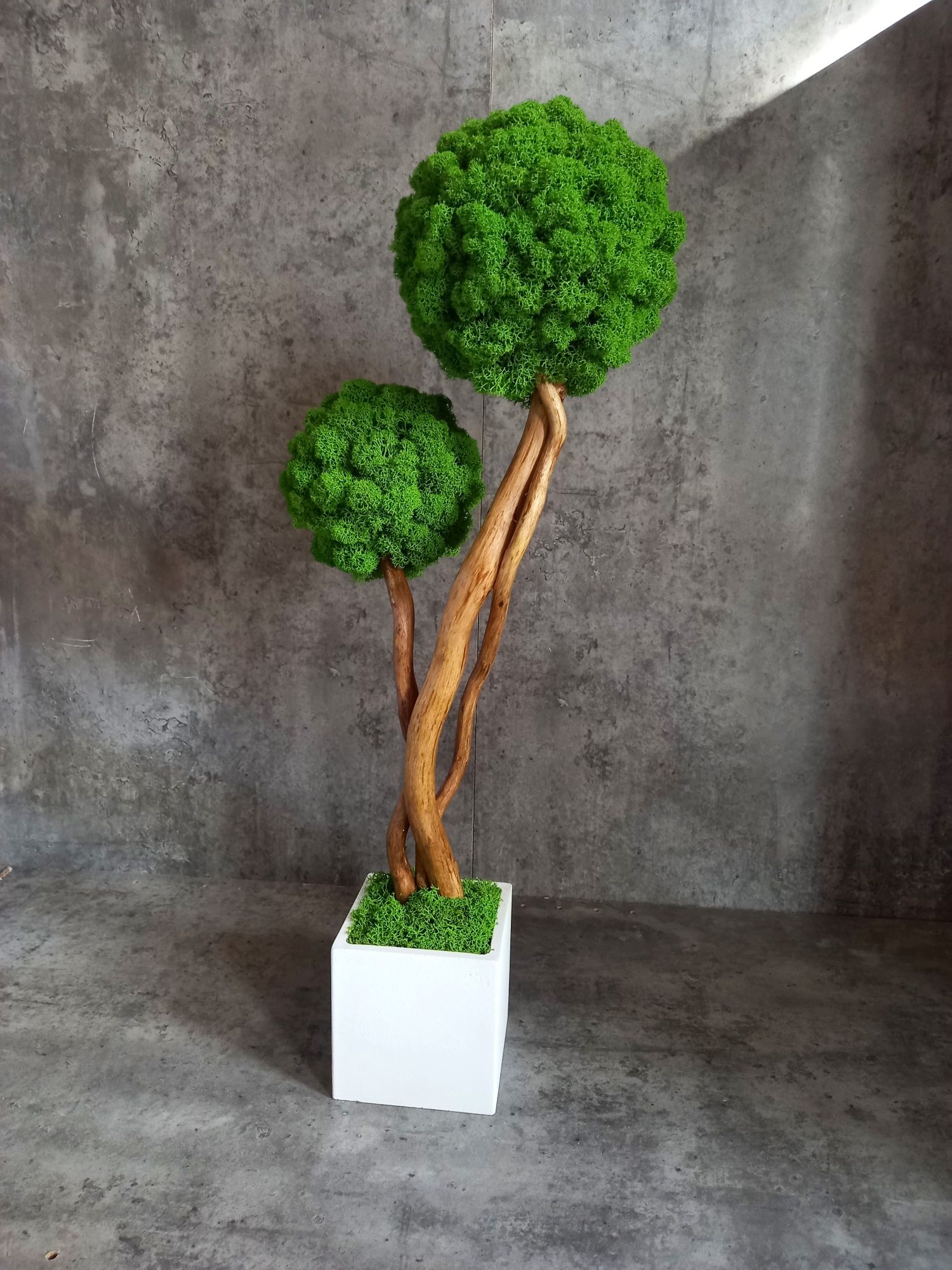 Drzewko bonsai z mchem chrobotkiem