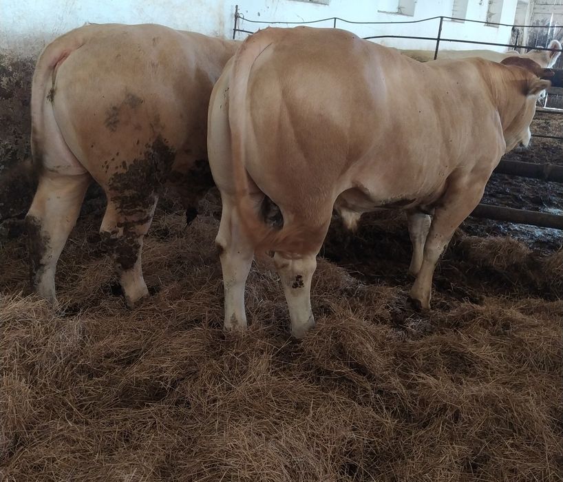 Byki mięsne Blonde d Aquitaine 100 % rasy Pod oceną