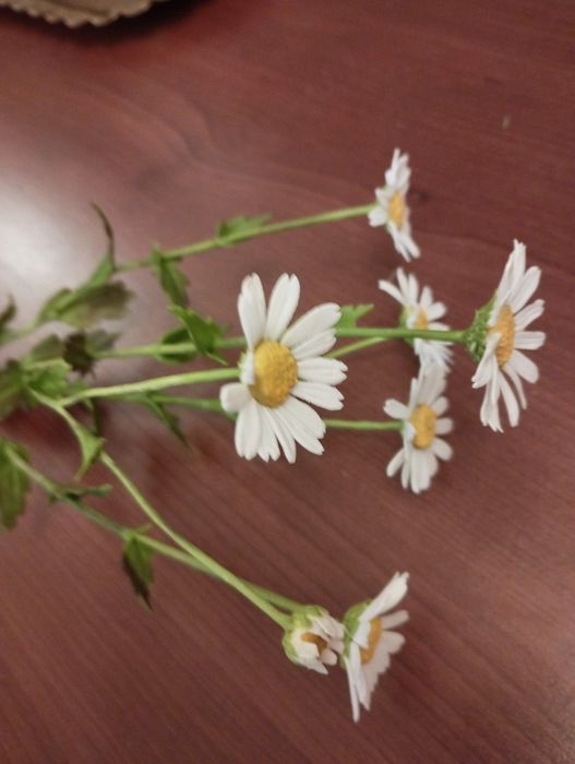 Продаю полевые цветы из полимерной глины холодный фарфор