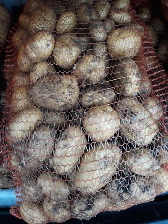 Ziemniaki Denar  Gala  Bellarosa
