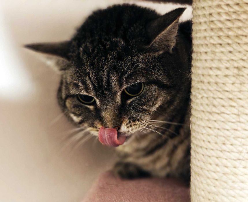 Дуже ніжна кішечка Аріша терміново дім, 1.5 р, кошка, кішечка, киця