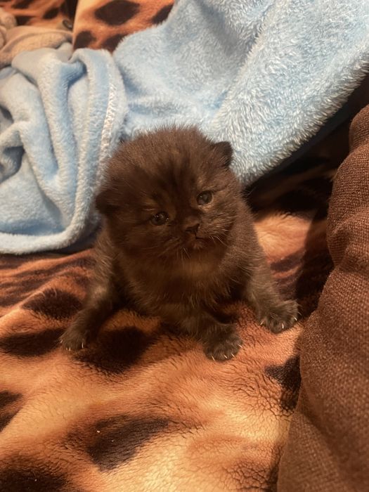 Плюшевий кумочок щастя