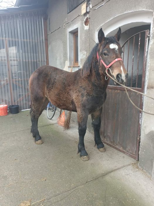 Sprzedam źrebicę zimnokrwistą