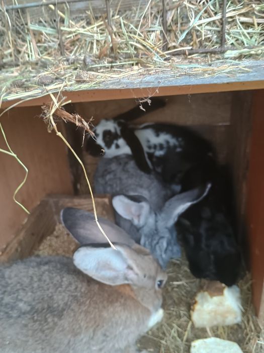 Sprzedam młode kruliki