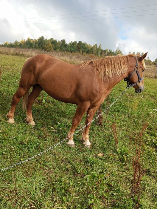 Продається кінь і кобила