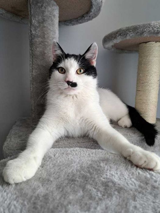 •NOWOŚĆ• Drapak 135cm XXL NOWY Dla Kota Domek, Budka i Zabawki