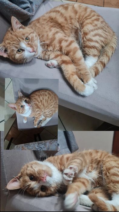 Kot szuka domu pilnie