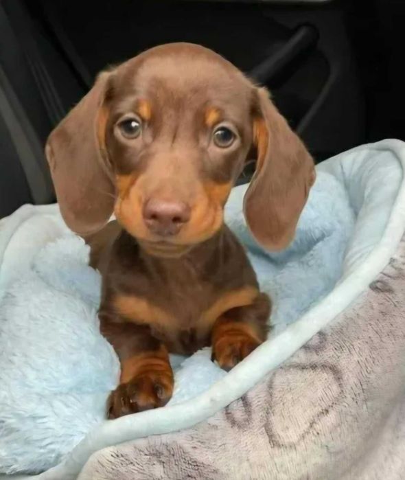 Teckel Miniatura - MACHO CHOCOLATE TAN