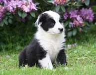 Border collie ZKWP FCI suczka czarno biała