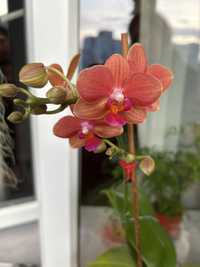 Орхідея Фаленопсис Ароматні квіти
