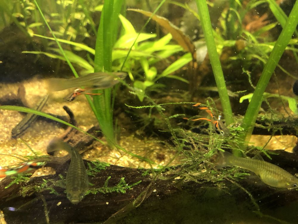 Peixes Guppys endler