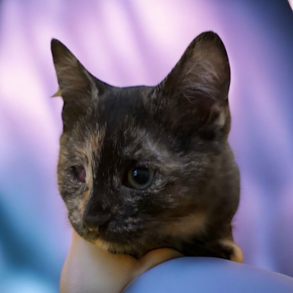 Кішка. Кошка. Кошеня. Котенок.