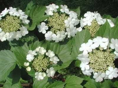 C2 Kalina koralowa Viburnum opulus hurt detal